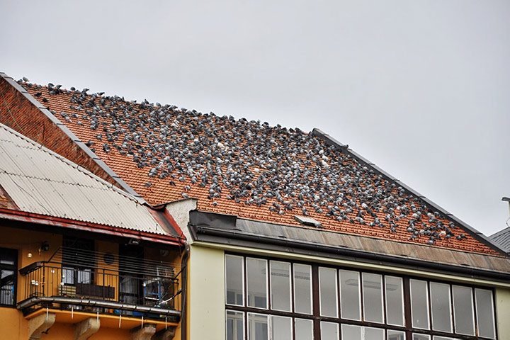 A2B Pest Control are able to install spikes to deter birds from roofs in Glastonbury. 