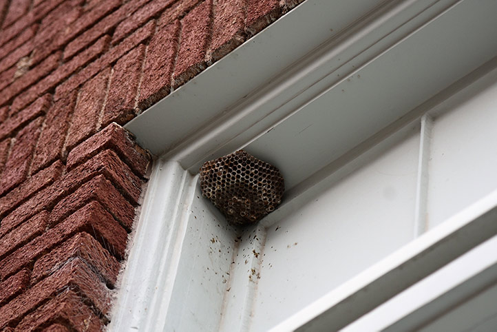 We provide a wasp nest removal service for domestic and commercial properties in Glastonbury.